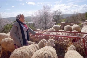 Sakarya'da Tarım ve Hayvancılıkla Geçinen Aile İşletmesi Oteller
