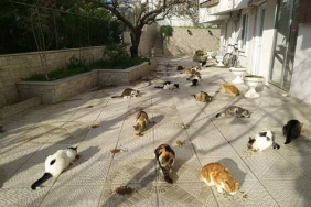 Sakarya’da Evcil Hayvan Dostu Konaklama İmkanları