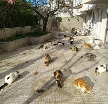 Sakarya’da Evcil Hayvan Dostu Konaklama İmkanları