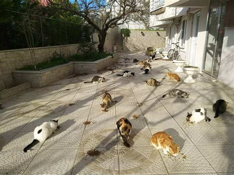 Sakarya’da Evcil Hayvan Dostu Konaklama İmkanları