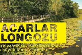 Sakarya Acarlar Longozu ve Doğa Yürüyüşü Rotaları