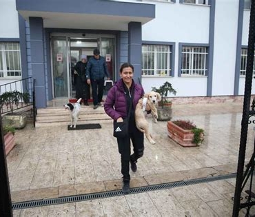 Sakarya'da Evcil Hayvan Barındırma ve Eğitim Hizmetleri veren Oteller