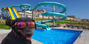 Sakarya'da Evcil Hayvan Dostu Oteller